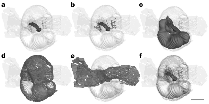 Рис. 4. Трехмерная модель внутреннего домика