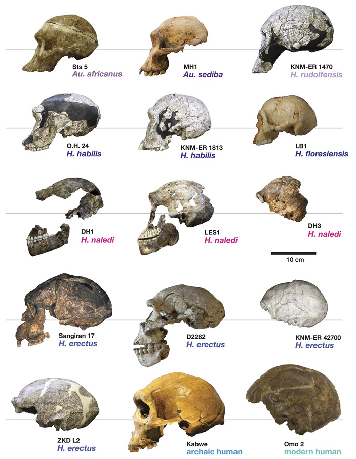 Черепа разных гоминид