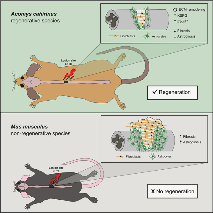 Рис. 1. Иглистые мыши способны восстанавливать поврежденный спинной мозг