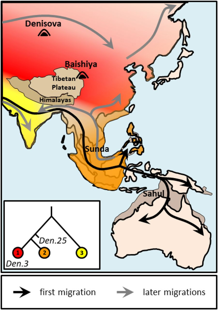 Рис. 3. Гипотетическая реконструкция истории контактов сапиенсов с тремя популяциями денисовцев