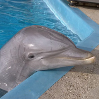 Дельфины помнят «имена» друг друга в течение десятилетий