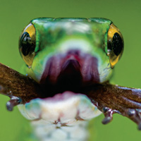 Рис. 1. Трансамериканский кошачьеглазый уж (Leptodeira septentrionalis) поедает лягушку