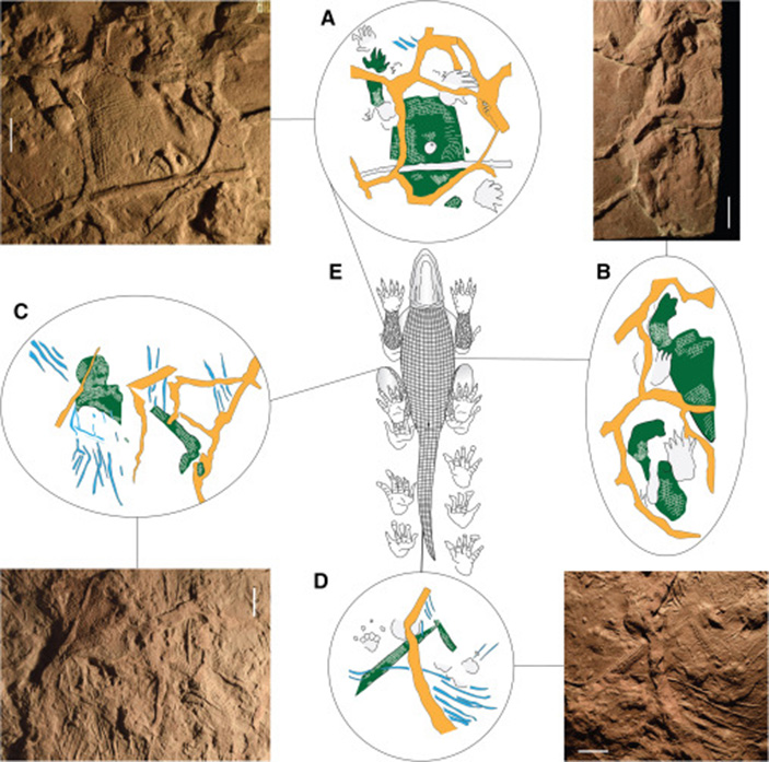 Рис. 2. Следы диметродона Bromackerichnus requiescens