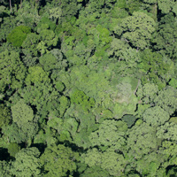 Полог тропического дождевого леса