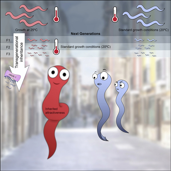 Графическое резюме обсуждаемой статьи