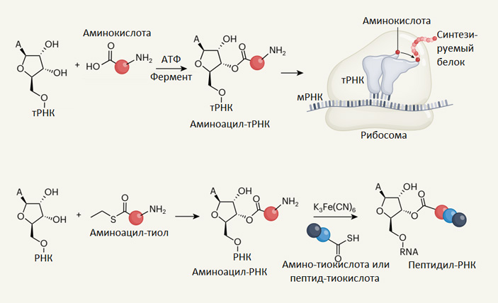 Сравнение процессов, происходящих в современных живых клетках с их возможными предшественниками или примитивными аналогами, описанными в обсуждаемой статье