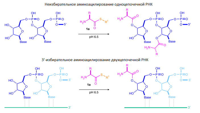 Рис. 3. Аминоацил-тиолы присоединяют аминокислоты к одноцепочечной РНК как попало, а к двухцепочечной — только к «правильному» месту