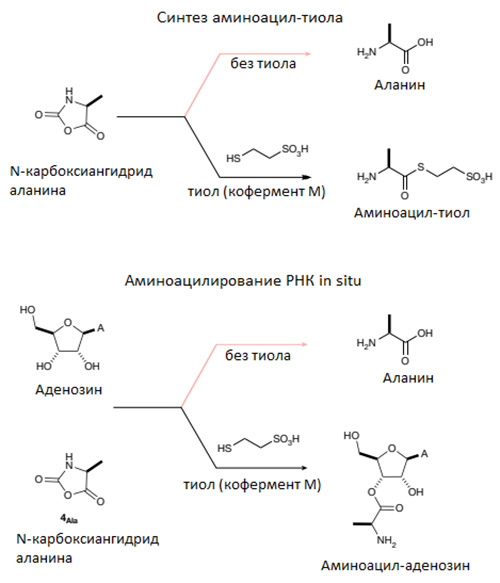 Рис. 4. Схема абиогенного синтеза аминоацил-тиола и аминоацилирования РНК in situ