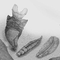 Кембрийские и ордовикский представители группы Lophotrochozoa