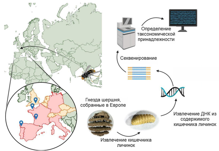 Рис. 2. Схема исследования