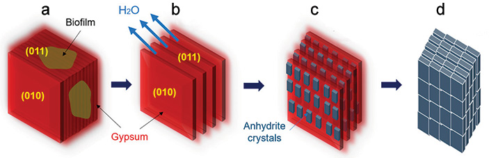 Рис. 4. Стадии преобразования гипса в ангидрит