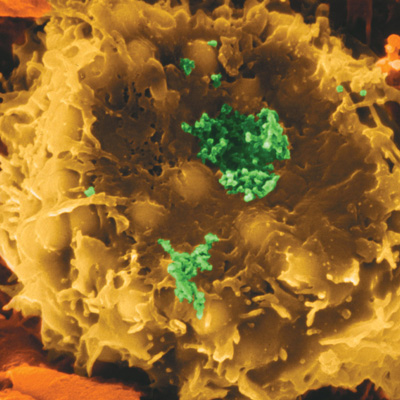 Маскировка вирусов