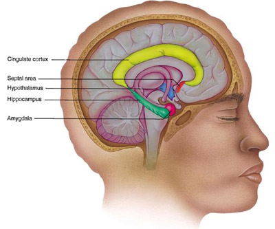 Особую роль в процессах памяти играет так называемая лимбическая система мозга: таламус (образование в центре), амигдала (шарик на толстом конце С-образной структуры), гиппокамп (толстая часть С-образной структуры) и мамиллярные тела (шарики на тонком конце). Эти структуры, лежащие в глубине каждого из полушарий, играют также ключевую роль в формировании эмоций (изображение с сайта www.mhhe.com)