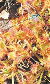 Растения прекрасно обходятся без нервной системы, но тем не менее их клетки могут воспринимать химические, физические и электромагнитные воздействия (фото: «Наука и жизнь»)