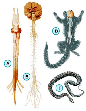 У животных различных групп сравнительные размеры спинного и головного мозга сильно различаются. У лягушки (А) и головной и спинной мозг почти равны, у зеленой мартышки (Б) и игрунки (В) масса головного мозга намного превышает массу спинного, а спинной мозг змеи (Г) по размерам и массе во много раз превышает головной (фото: «Наука и жизнь»)