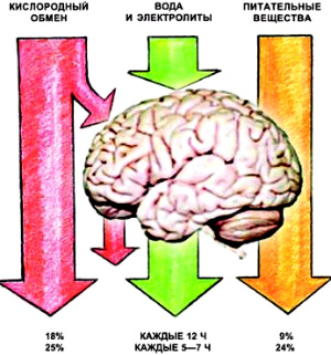 В метаболизме головного мозга можно выделить три динамических процесса: обмен кислорода и углекислого газа, потребление органических веществ и обмен растворов. В нижней части рисунка указана доля потребления этих компонентов в мозге приматов: верхняя строка — в пассивном состоянии, нижняя — во время напряженной работы. Потребление водных растворов вычисляется как время прохождения всей воды организма через мозг (рисунок автора)