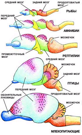 Головной мозг основных представителей позвоночных. Красный цвет и крестообразная штриховка показывают расположение ассоциативных зон мозга (рисунок автора)