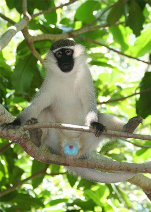 Верветка. Фото с сайта www.mongabay.com