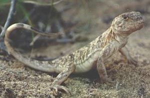 Такырная круглоголовка. Фото с сайта kungrad.com