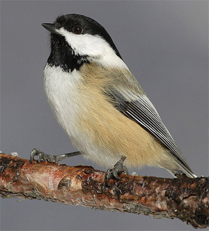 Американская черноголовая гаичка. Фото с сайта commons.wikimedia.org