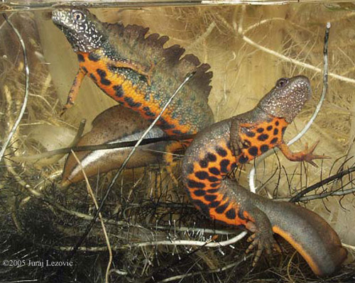 Гребенчатый тритон. Фото с сайта www.caudata.org