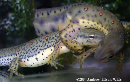 Зеленоватый тритон. Фото с сайта www.caudata.org