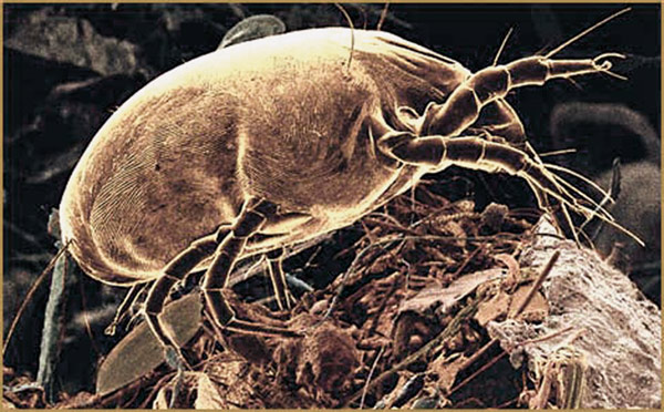 Рис. 6. Пылевой клещ, продукты жизнедеятельности которого вызывают астму. Изображение: «Квант»