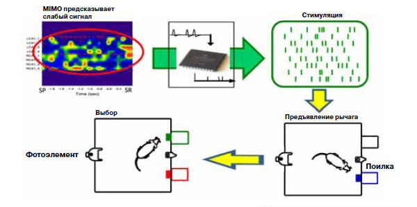 Изображение: «Химия и жизнь»