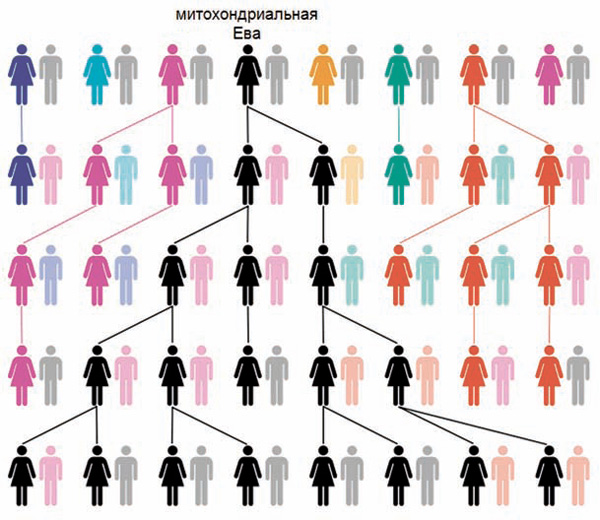 Пример генеалогии небольшой популяции на протяжении пяти поколений. Все материнские линии сходятся к единственной женщине — «митохондриальной Еве». Таким образом, митохондриальная Ева — родоначальница всего современного человечества, но только по «чистым» материнским линиям