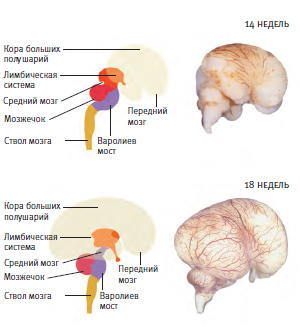Как работает мозг