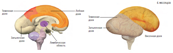 Как работает мозг