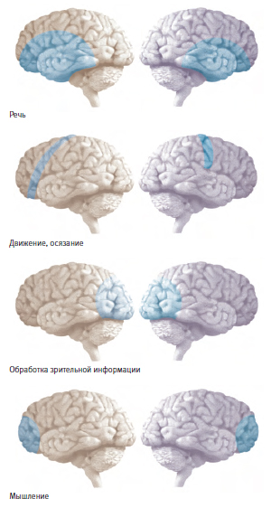 Функциональная магнитно-резонансная томография помогла выяснить, какие участки мозга задействованы в каких его функциях.
