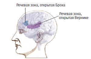 Как работает мозг