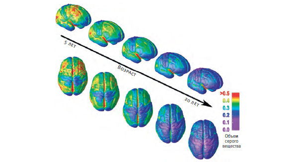 Мозг развивается от задних отделов (в основном задействованных в работе органов чувств и движениях) к передним (задействованных в принятии решений, рассудочной деятельности и планировании). В ходе развития серое вещество истончается в результате подрезания лишних нейронов, но связи между оставшимися нейронами становятся все плотнее и надежнее за счет образования чехлов из жироподобного вещества миелина. Справа внизу: По мере созревания мозга он становится все плотнее и образует сложную систему выпуклостей (извилин) и углублений (борозд).\n