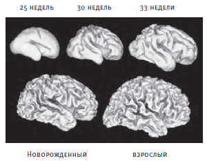 Как работает мозг