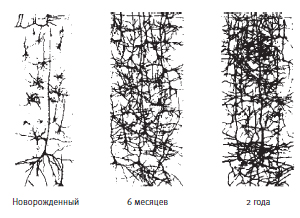 Связи между нейронами в мозгу новорожденного довольно редки (вверху слева), но новые связи формируются у младенцев с потрясающей скоростью, достигая максимальной плотности примерно к шести годам. После этого они снова прореживаются за счет отмирания тех, что не используются, в результате чего остаются только те, что полезны. Обучаясь чему-то новому, взрослый человек может увеличивать число связей у себя в мозгу на протяжении всей жизни. Но если не давать мозгу работу, это приводит к дальнейшему исчезновению связей. Новые клетки мозга возникают на протяжении всей жизни (этот процесс называют нейрогенезом), и некоторые из новообразованных клеток встраиваются в уже существующие нейронные сети, особенно задействованные в работе памяти и обучении.