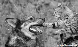 Рис. 5.9. При игровом поведении повышаются синтез и секреция эндогенных опиатов, что ослабляет депрессивное состояние