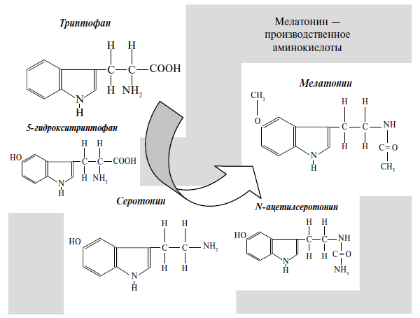 Рис. 5.10. Схема биосинтеза мелатонина