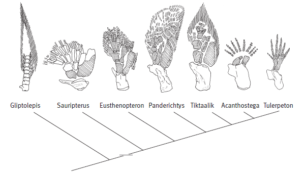 Схема изменения скелета передних конечностей у «четвероногих рыб».