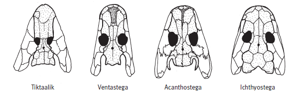 Черепа «четвероногих рыб» и первых тетрапод. Из статьи Ahlberg et al., 2008. <i>Nature</i>. V. 453. P. 1199–1204.