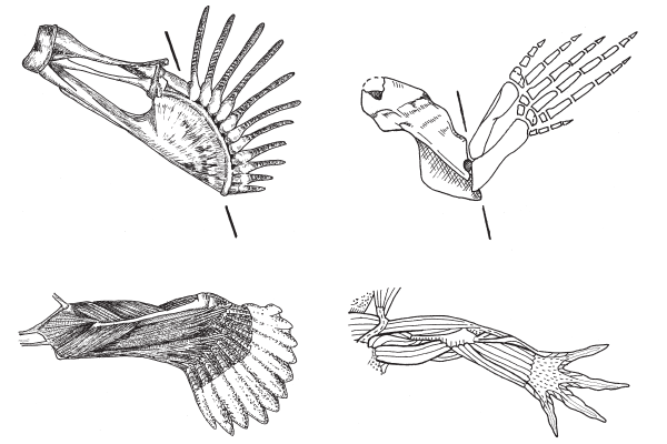 Схема строения передних конечностей мелководного удильщика Antennarius (слева), древней амфибии Tulerpeton (справа вверху) и аксолотля (справа внизу). Линией показано «главное место сгиба»: у тулерпетона это локтевой сустав, у удильщика — нечто совсем другое, но аналогичное по функции. Рисунок А. Н. Кузнецова.