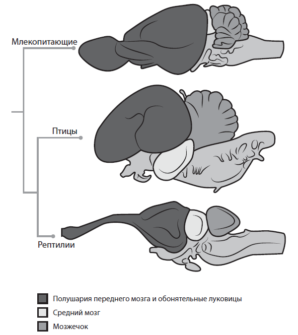 Соотношение отделов мозга у млекопитающих, птиц и рептилий.
