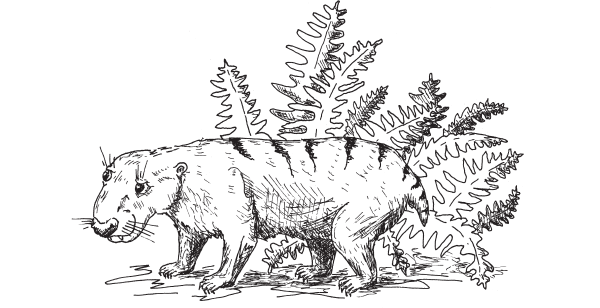 Базальный цинодонт Thrinaxodon (Южная Африка, Антарктика, ранний триас, 248–245 млн лет назад).
