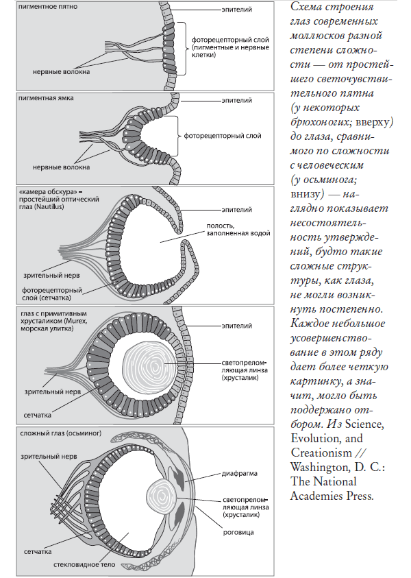 Схема строения глаз современных моллюсков разной степени сложности — от простейшего светочувствительного пятна (у некоторых брюхоногих; вверху) до глаза, сравнимого по сложности с человеческим (у осьминога; внизу) — наглядно показывает несостоятельность утверждений, будто такие сложные структуры, как глаза, не могли возникнуть постепенно. Каждое небольшое усовершенствование в этом ряду дает более четкую картинку, а значит, могло быть поддержано отбором. Из Science, Evolution, and Creationism // Washington, D. C.: The National Academies Press.