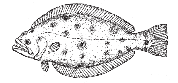 «Смещенный» глаз у псеттода находится на верхнем ребре головы. Другие примитивные признаки псеттода — спинной плавник, не доходящий до головы, и колючки в плавниках.