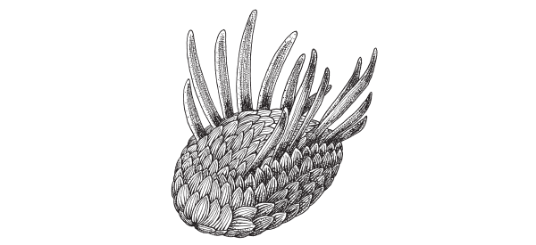 Wiwaxia — еще одно загадочное кембрийское животное: то ли моллюск, то ли родственник первых кольчатых червей.