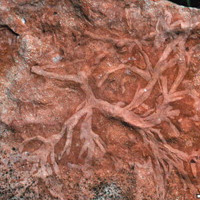 Рис. 1. Некоторые эдиакарские и кембрийские ископаемые. Изображение из обсуждаемой статьи в Science