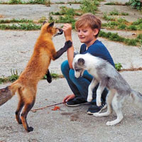 Новые перспективы «лисьей модели» в изучении генетики поведения