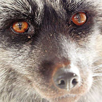 Отбор лучшего друга