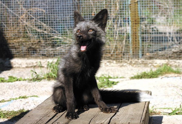 Ручной щенок лисицы. (Фото М. Адоньевой)
